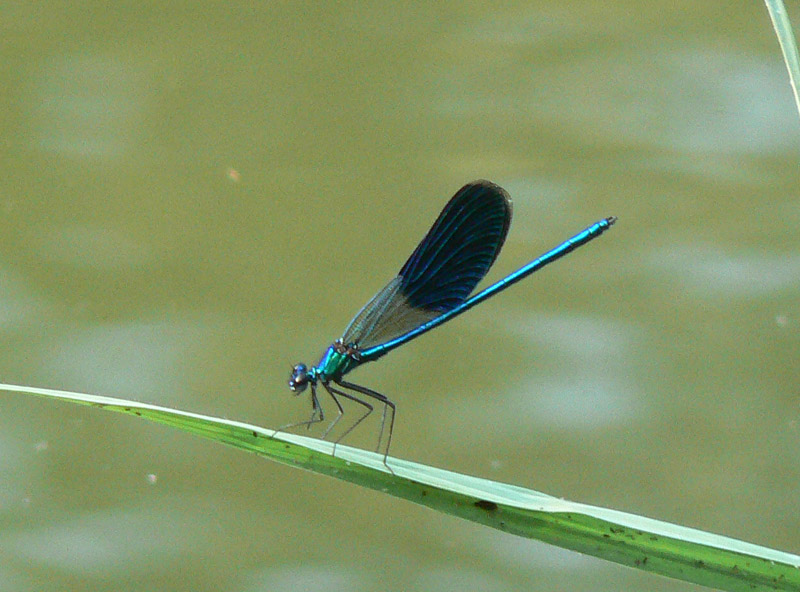 Calopteryx splendens?